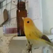 きなこ