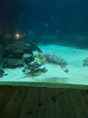 るり★の画像
