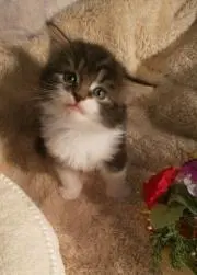TOMOの画像