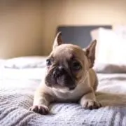 ボンノ様専用 wtaps vice ジャケット 完備品 - メルカリ