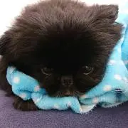 もも