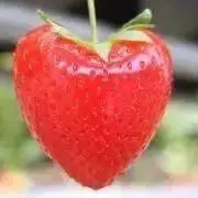 いちごの画像