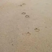 ミタマ