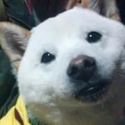 おおした