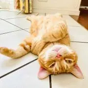 ユキちゃんの画像