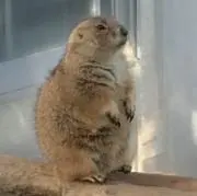 プレコの画像