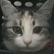 さくらの画像
