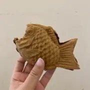 たぬきの画像