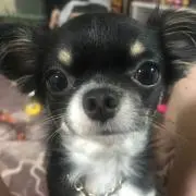 ケント