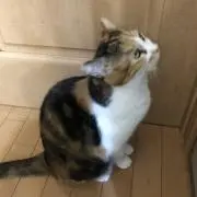 ヒスイ
