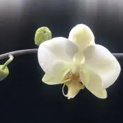 ミルの画像