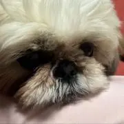 おもち