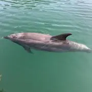 aの画像