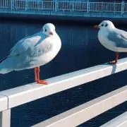 ぱぴの画像