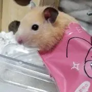 ゆに プロフィールご覧下さいの画像