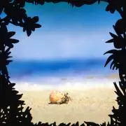 かわし