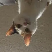 かっかさんの画像