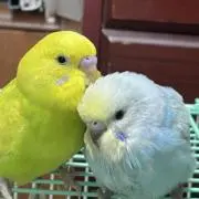 Mikanの画像