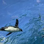 ルビーの画像