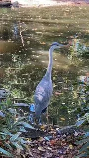 Rinの画像