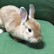 うさまる