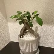ams20の画像