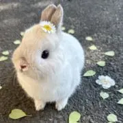 kaの画像