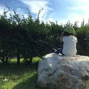 hhc