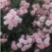 Mの画像