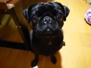 けんぼう