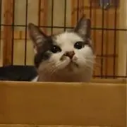 yi