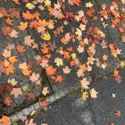 きのこ狩りの画像