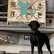 黒猫の画像