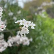 天むすの画像