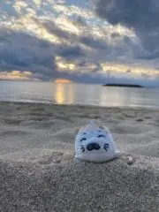 なんの画像