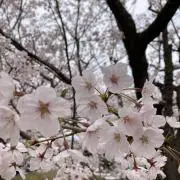 ゆづの画像