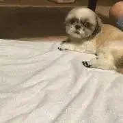 ハナの画像