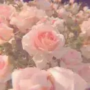 ぴい【SHTE2LGC 23.5cm求】の画像