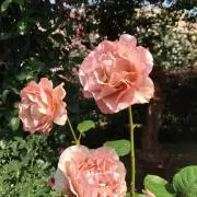 きこ★ご購入前にコメントお願いの画像
