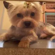 ふらわ