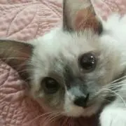 Mouseの画像