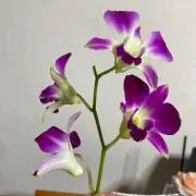 ぷーち