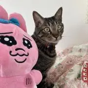 ちったんの画像