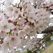 mmmmの画像