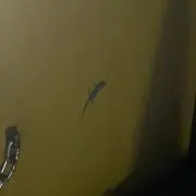 ちゅやの画像