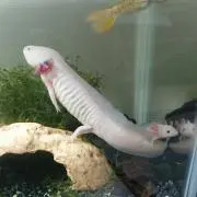 ウーパーの画像