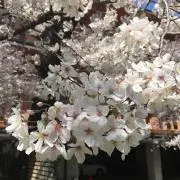 ソアールの画像