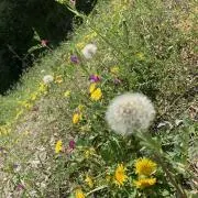 たんぽぽ