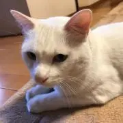 aa wの画像
