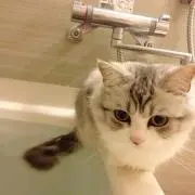 にゃんぽこの画像